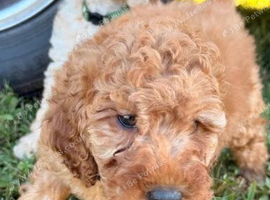 Beautiful F1BB Labradoodle Puppies . Ready to leave