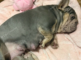 French bulldog