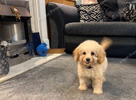 11 weeks old miniature labradoodle ready now for the forever home