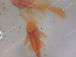 L144 Pair, and L528 Rio Paraguay Bristlenose Pleco and Snails.
