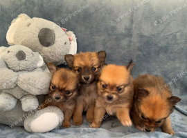 Pomeranian puppies