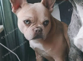 Female friench bulldog