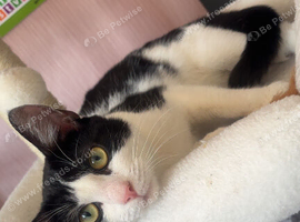 Cat to rehome