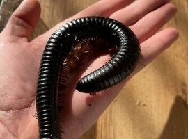 MILLIPEDES, scorpions and centipedes ready NOW!