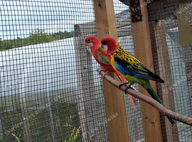 Proven pair of rosellas
