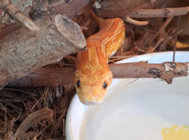 Corn snake complete with viv set up