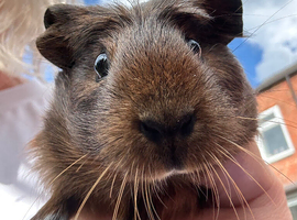 Female baby Guinea pig