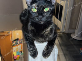 Year and half old female