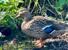 call ducks males &pound;15and females &pound;25