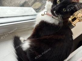 Bio colour tuxedo