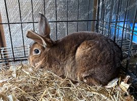 Mini Rex castor doe