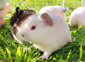 Baby boy guinea pigs!!