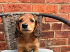 Miniature Dachshund Puppy