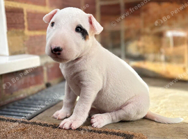 English bull terrier puppies