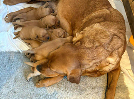 Labrador for sale