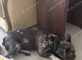 French bulldog male