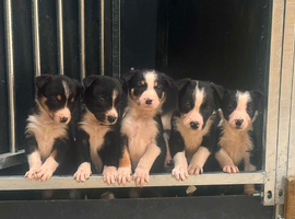 Border Collie Puppies for sale