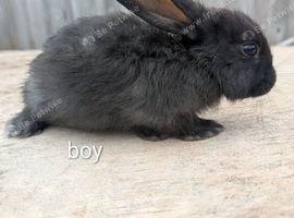 Continental giant rabbits
