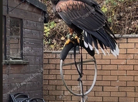 Female Harris hawks