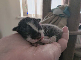 Kittens for sale