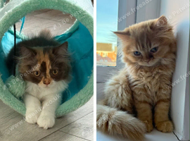 Available now Pedigree British Longhair kittens TICA registered