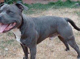 KC registered blue staffy available for stud
