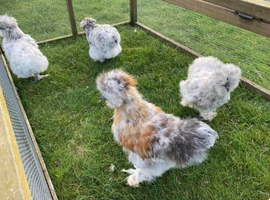 Healthy Chicks, pullets and laying hens available