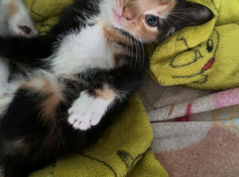 Kittens