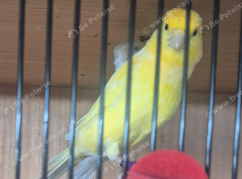 Fife canary's various colurs