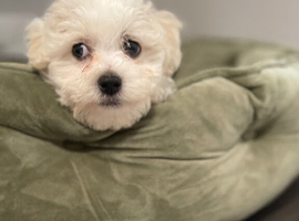 Bichon frise