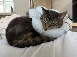 6 year old tabby cat