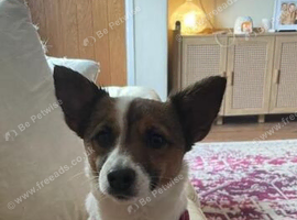 Jack Russell puppies