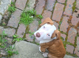 American bully read description