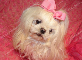 Gorgeous Babydoll KC Registered Korean Maltese Adult Girl