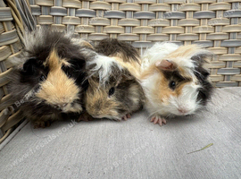 3 very Handsome long haired baby guinea pigs.