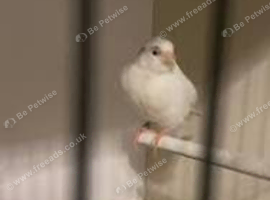 Roller hen, 6months old rare white canary
