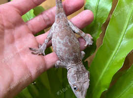 CB26 male Gargoyle gecko