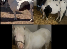 Shetland fillies