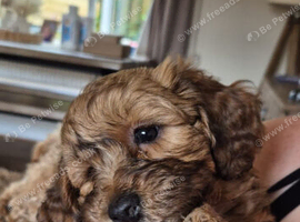 Puppies