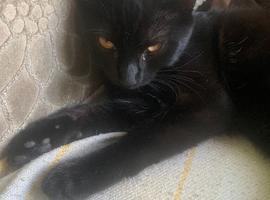 Cat for sale