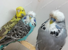 3budgies