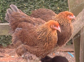 Point of Lay Hens - VARIOUS BREEDS READY NOW