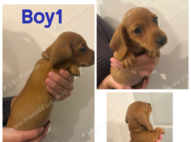 5 miniature dachshund