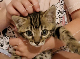 Gorgeous bengal boy
