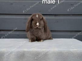 Purebred mini lop rabbits