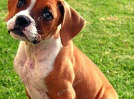 Boxer Dog wanted &pound;1000
