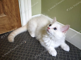 Lovely ragdoll boy