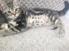Kittens for sale blackpool
