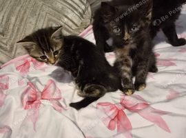 Beautiful kittens - Mum is half Bengal -  Ready to leave Soon!