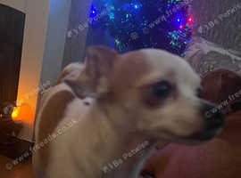 male chihuahua for stud